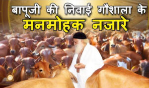 desi cow gaushala sant shree asharam bapuji